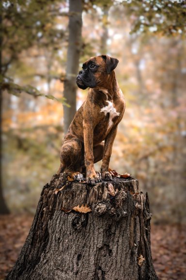 Hund Boxer