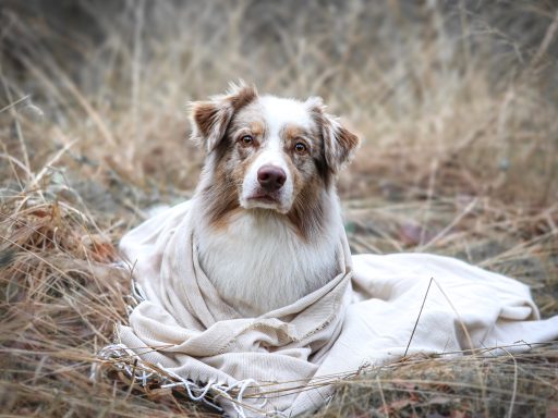 Hund Australian Shepherd