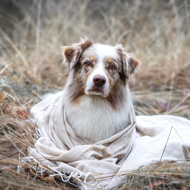 Hund Australian Shepherd liegend mit Decke