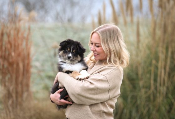 Hund Australian Shepherd Welpe