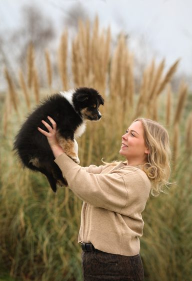 Hund Australian Shepherd Welpe