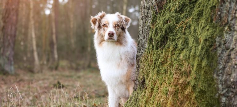 Hund Australian Shepherd schaut hinterm Baum hervor