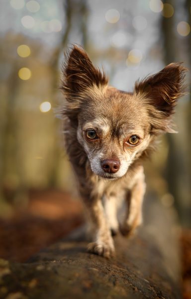 Hund Chihuahua