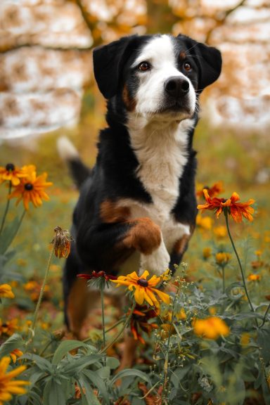 Hund Mischling Appenzeller Sennen Hund Berner Sennenhund