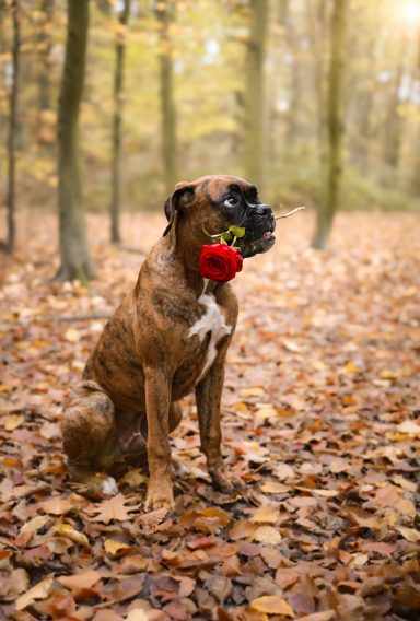 Hund Boxer