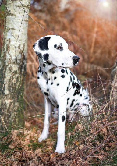 Hund Dalmatiner