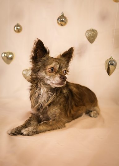 Hund Chihuahua Weihnachtsshooting