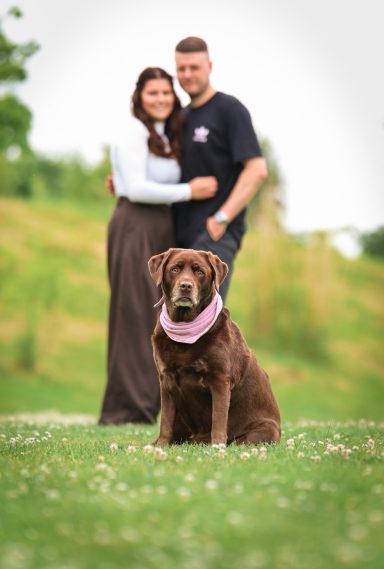 Hund Labrador Hundeshooting
