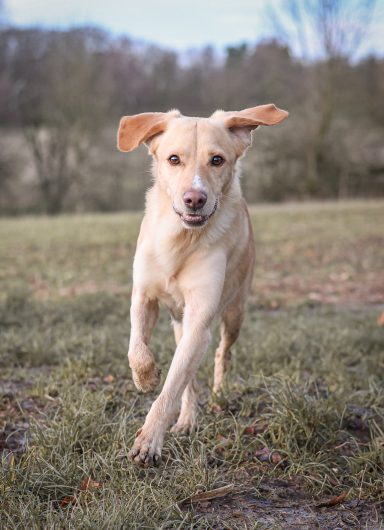 Hund Mischling rennt