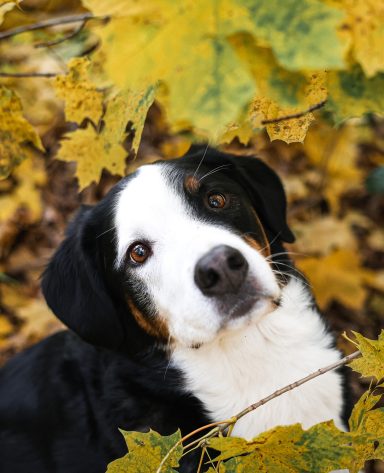 Hund Mischling Appenzeller Sennen Hund Berner Sennenhund