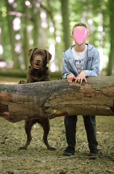 Hund Labrador Hundeshooting