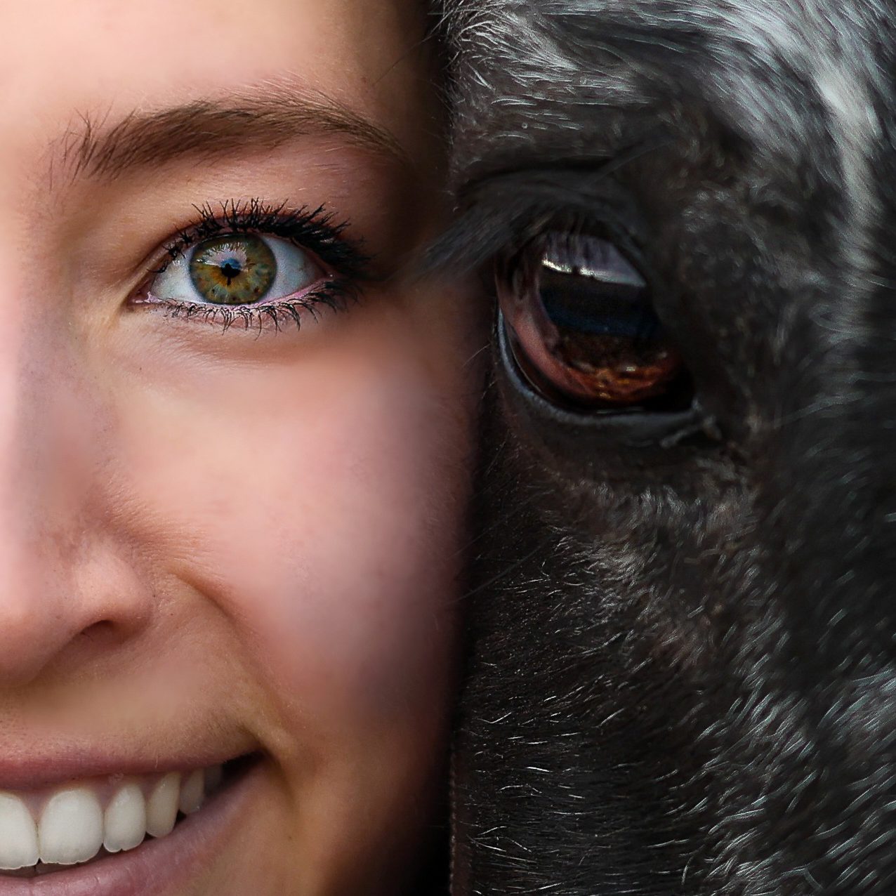 Hund Appenzeller Sennenhund schnappt nach Leckerchen