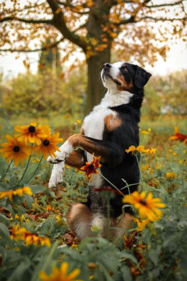 Hund Mischling Appenzeller Sennen Hund Berner Sennenhund
