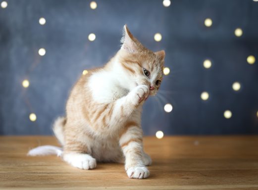 Katzenbaby