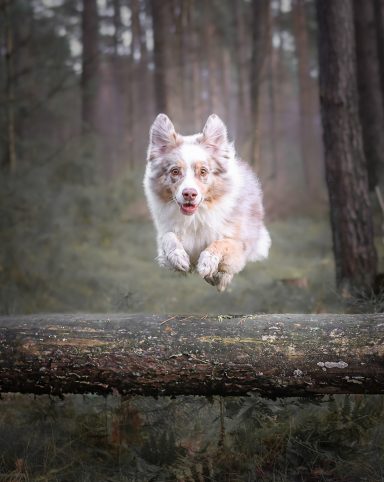 Hund Australian Shepherd