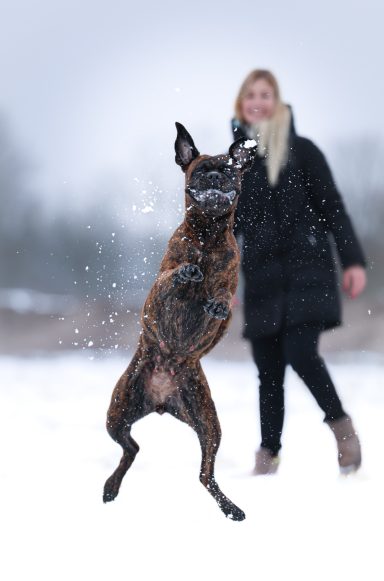 Hund Boxer im Schnee
