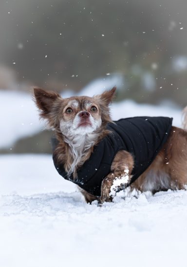 Hund Chihuahua im Schnee
