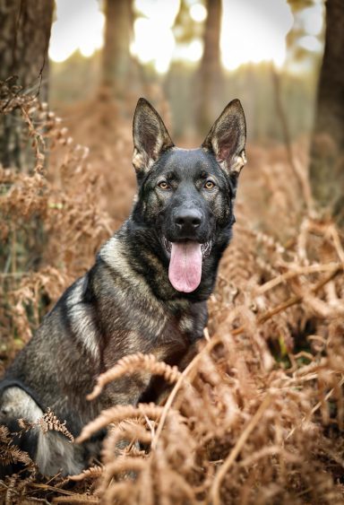Hund Schäferhund