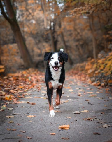 Hund Mischling Appenzeller Sennen Hund Berner Sennenhund