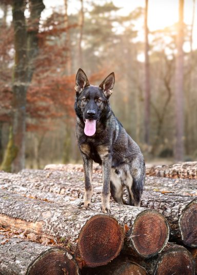 Hund Schäferhund
