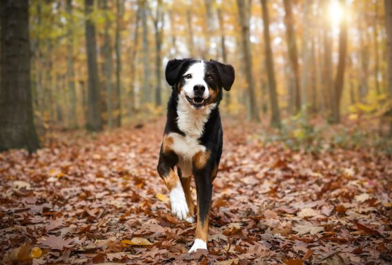 Hund Mischling Appenzeller Sennen Hund Berner Sennenhund