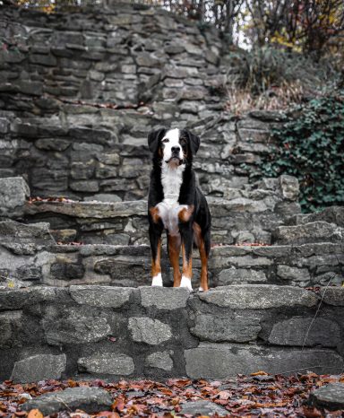 Hund Mischling Appenzeller Sennen Hund Berner Sennenhund