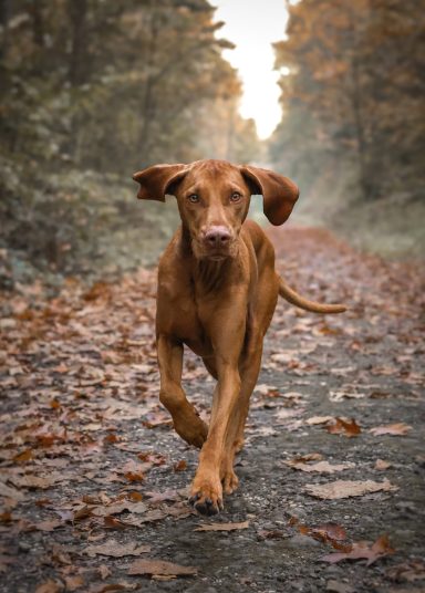 Hund Magyar Vizsla rennt
