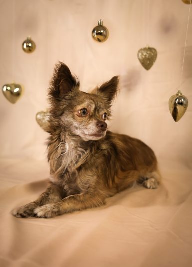 Hund Chihuahua