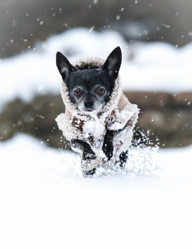 Hund Chihuahua im Schnee