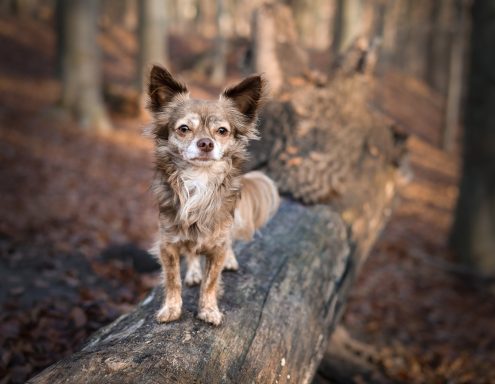 Hund Chihuahua