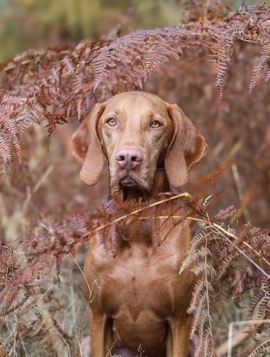 Hund Magyar Vizsla Portrait
