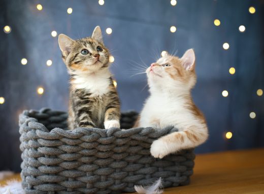 Katzenbabys im Korb