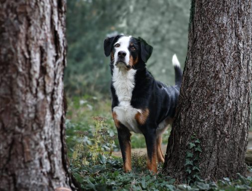 Hund Mischling Appenzeller Sennen Hund Berner Sennenhund