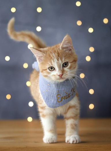 Katzenbaby