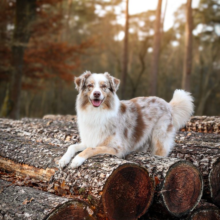 Hund Australian Shepherd auf Baumstämmer