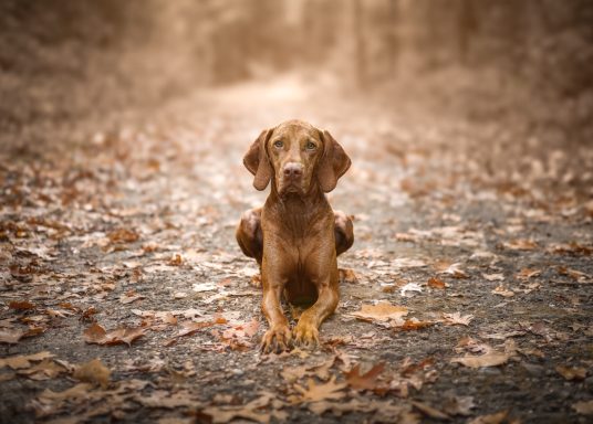 Hund Magyar Vizsla liegend
