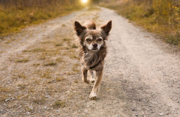 Hund Chihuahua